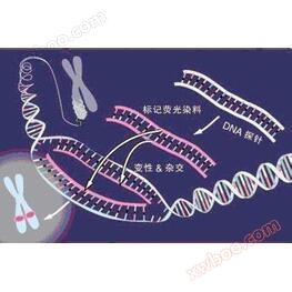 Nuclear, fluorescent in situ hybrid (fisk)