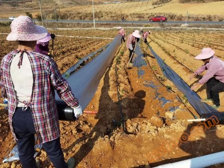 Agricultural planting film manufacturer